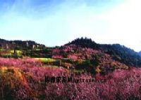 码头桃花源休闲果园