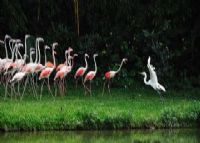 长隆飞鸟乐园(原广州鳄鱼公园)