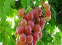 从化香蜜山果庄