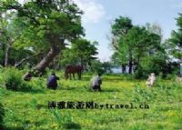 四方顶子高山植物园