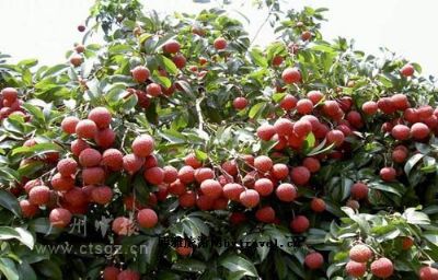 从化荔枝皇景区