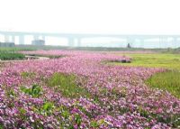 南海狮山拾贰季生态岛