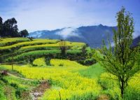 查平坦村