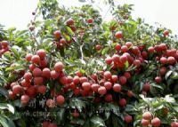 从化荔枝皇景区