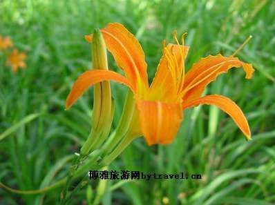 南方花卉交易中心