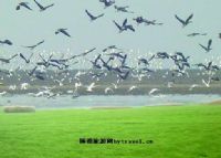 白沙洲