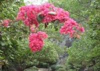 杜鹃花生态观赏园