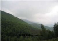 红山高坪自然保护区