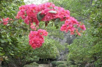 杜鹃花生态观赏园