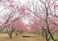 庐山桃花源景区