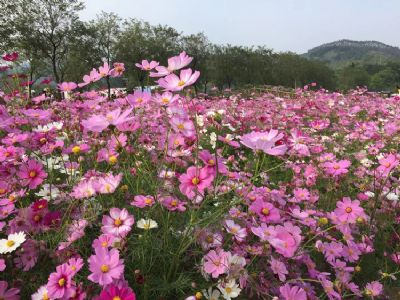 高明盈香生态园