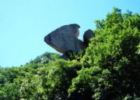 古火山次生林植物园