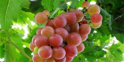 从化香蜜山果庄