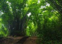 广州龙眼洞森林公园