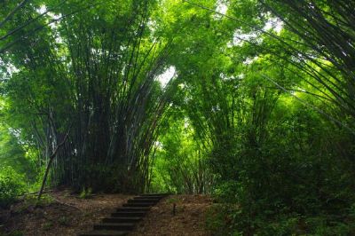 广州龙眼洞森林公园