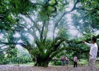 从化“荔枝王”