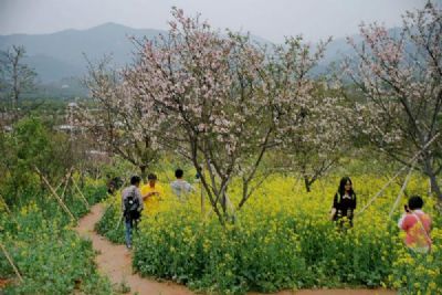从化天适樱花悠乐园