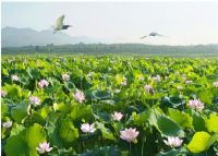 龙游天池荷花景区