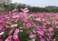 高明盈香生态园