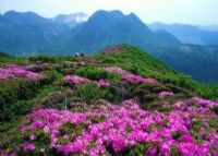 井冈山杜鹃山(笔架山)景区