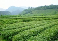 金山茶园