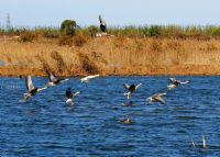 海丰鸟类省级自然保护区