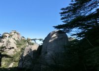 三清山雏鸡岀壳