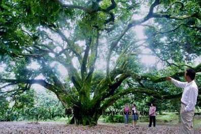 从化“荔枝王”