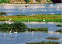 淇澳-担杆岛省级自然保护区