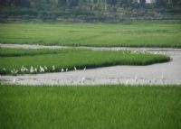 郁南大河国家湿地公园