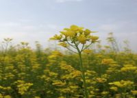 重阳镇千亩油菜花基地