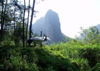 黄花山国家森林公园