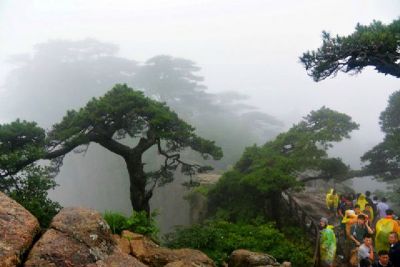 六逸松、卧龙松