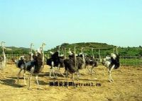 斑龙生态科技园