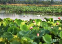 华阳湖湿地公园