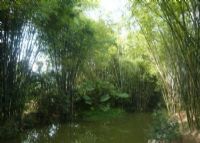 大屏障森林公园