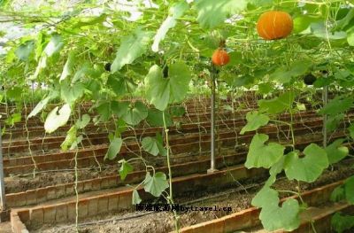 汕头农业科学院