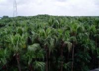 五邑侨乡新会南坦葵林