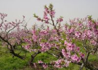 桃源生态旅游区