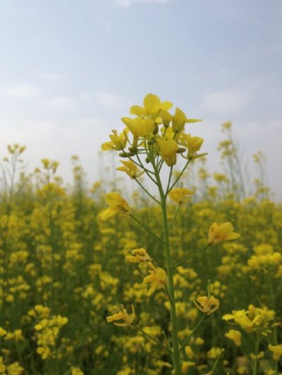 重阳镇千亩油菜花基地