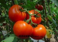 连丰农业旅游区