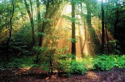 叫水坑原始森林