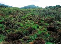 古田自然保护区