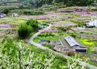 九峰镇花海