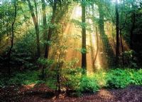 叫水坑原始森林