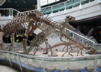 深圳古生物博物馆