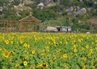 丹樱农业生态园