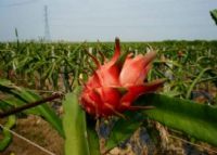 裕安人家水果庄园