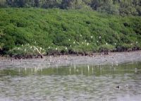 深圳红树林自然保护区