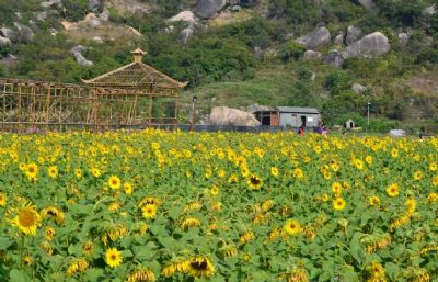 丹樱农业生态园